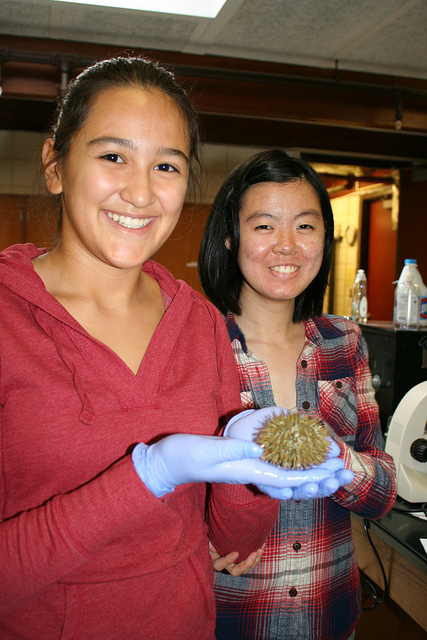 Anatomy Students Have Fun "Sea-ing" Urchin Fertilization